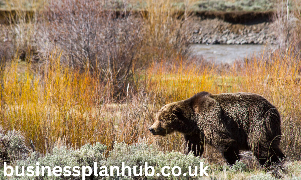 Yellowstone Grizzly in the Lamar Valley