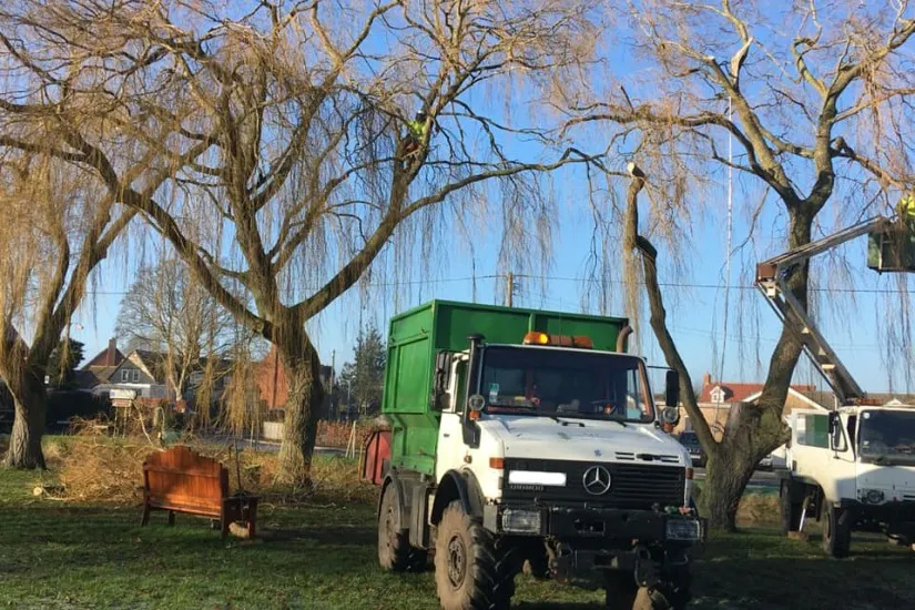 Tree Removal Services in Leicester and Tree Surgeon in Market Harborough: Everything You Need to Know